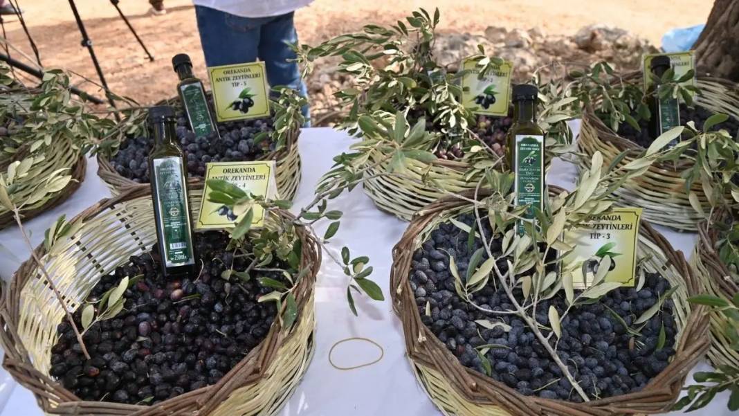 Manavgat’ta Zeytin ve Zeytinyağı Festivali İçin Geri Sayım Başladı! 8